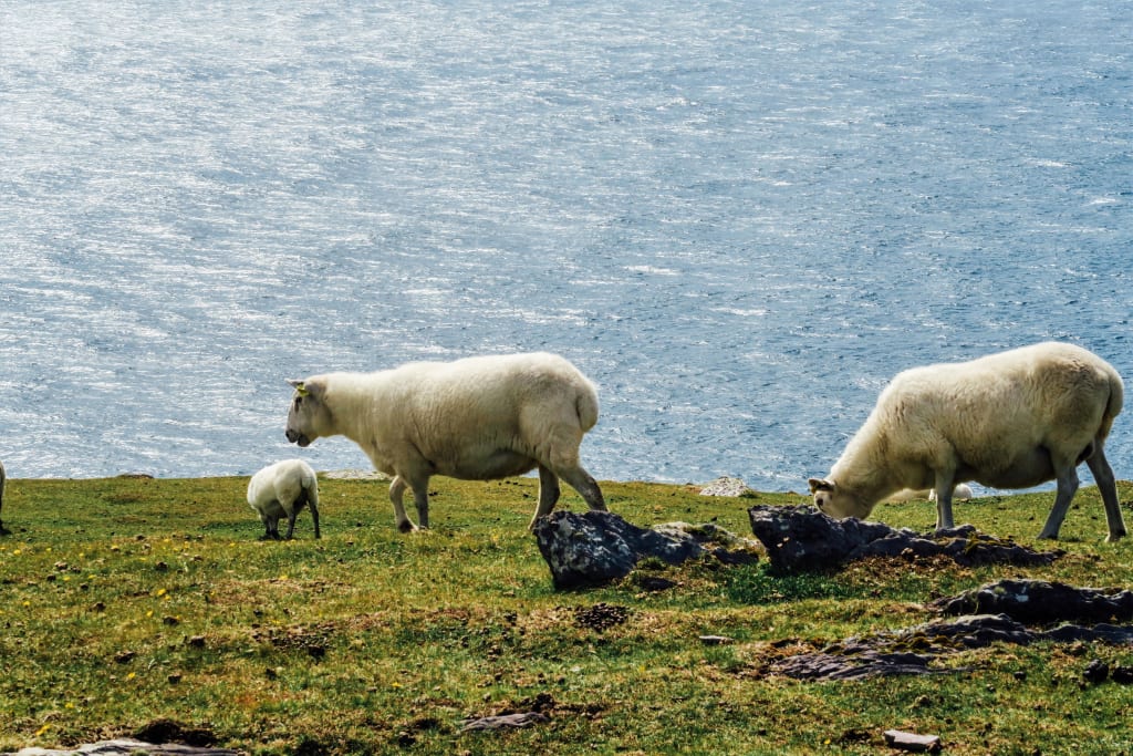 Pecore al pascolo lungo la costa sul mare
